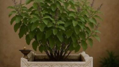 Photo of तुलसी विवाह पर बन रहे कई मंगलकारी योग