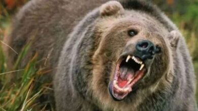 Photo of उत्तराखंड: भालू के बढ़ते हमलों को लेकर वन विभाग ने लिया निर्णय