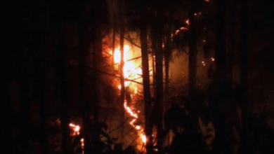 Photo of उत्तराखंड हाईकोर्ट ने जंगल की आग पर विशेषज्ञों से मांगा मार्गदर्शन
