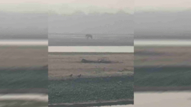 Photo of घायल हाथी की पीड़ा पर संवेदनहीनता भारी, तट पर तड़पता रहा, मदद के लिए लगाता रहा गुहार