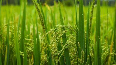 Photo of कम बारिश से Rice Output 6.5 Percent घटने का अनुमान, 5.96 करोड़ टन स्टॉक देगा राहत