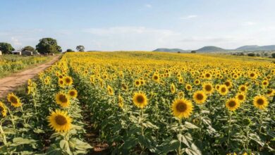 Photo of BL Agro तंजानिया में करेगी 7,000 करोड़ रुपये का निवेश